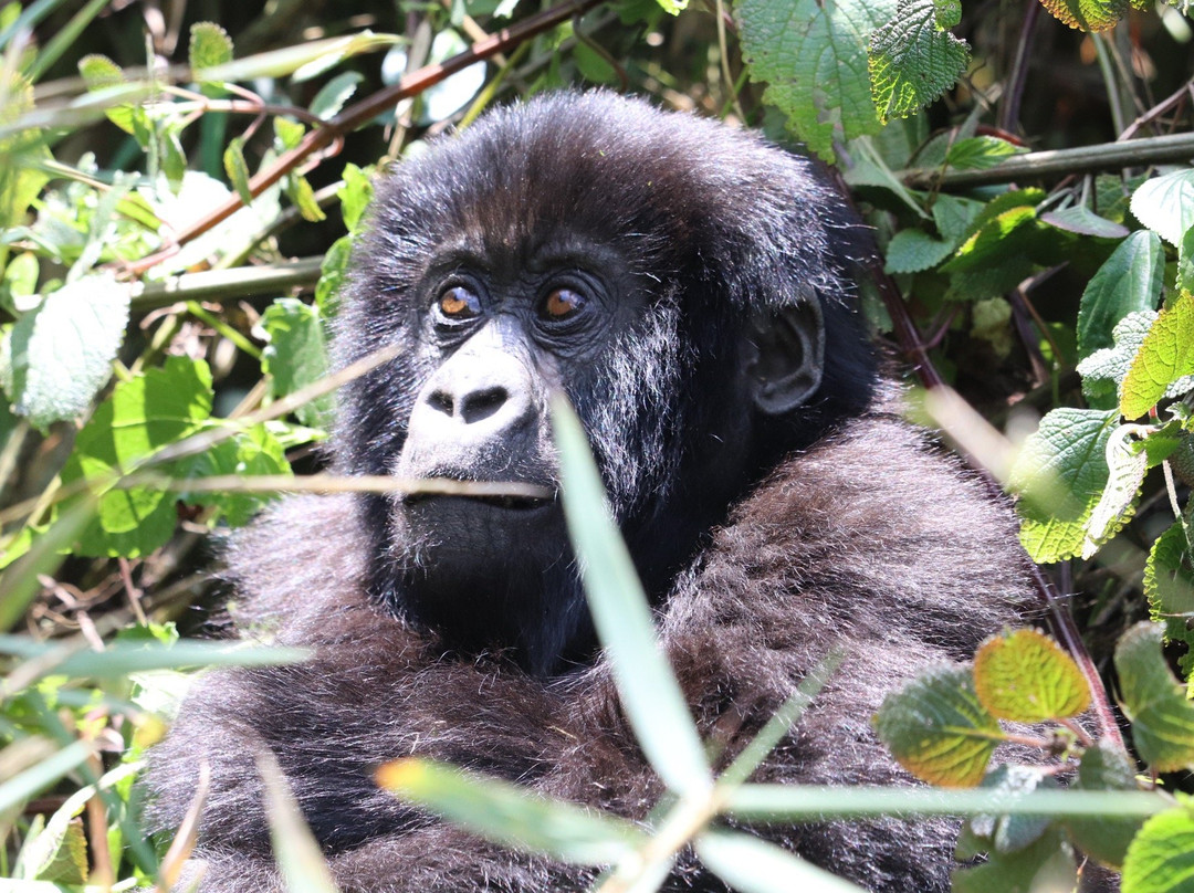 Rwanda Safari Trips - Gorilla Trekking Day Tour景点图片