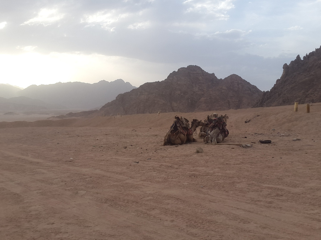 Star Gazer Night-沙姆沙伊赫必去景点