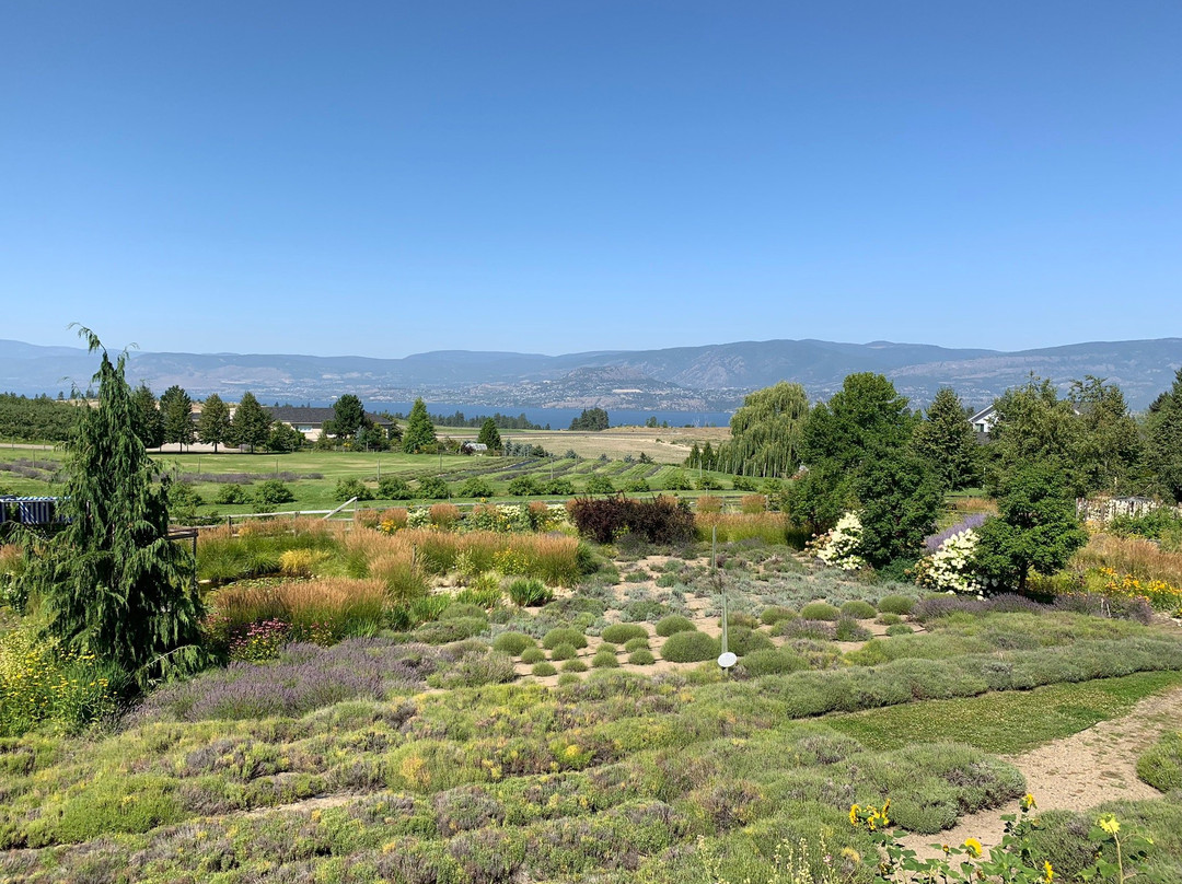 Okanagan Lavender & Herb Farm景点图片