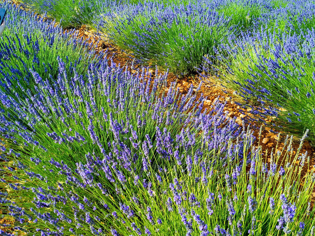 Campos De Lavanda-Brihuega必去景点