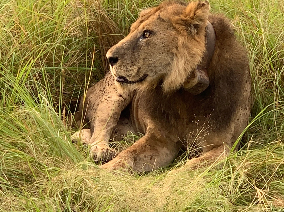 Ajabu Tours-Masaka必去景点