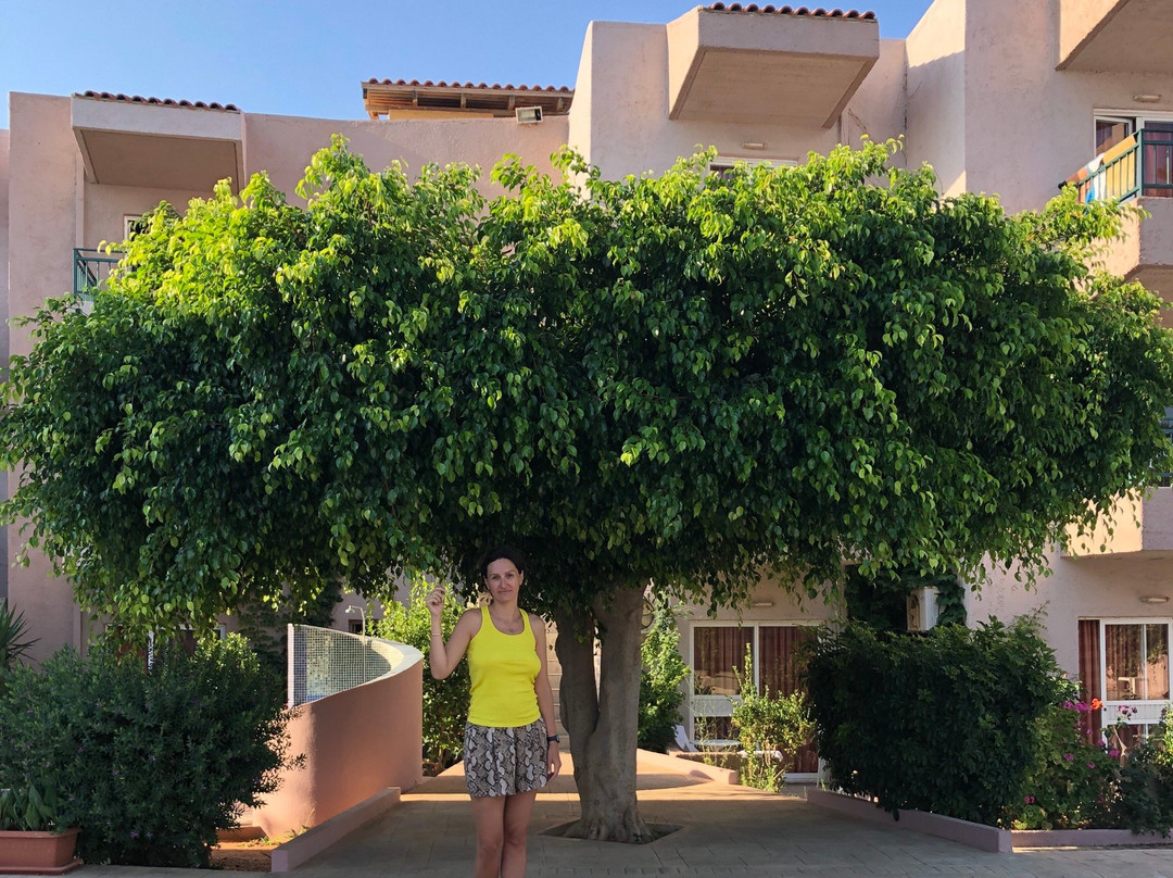 Cosman Aparthotel主图