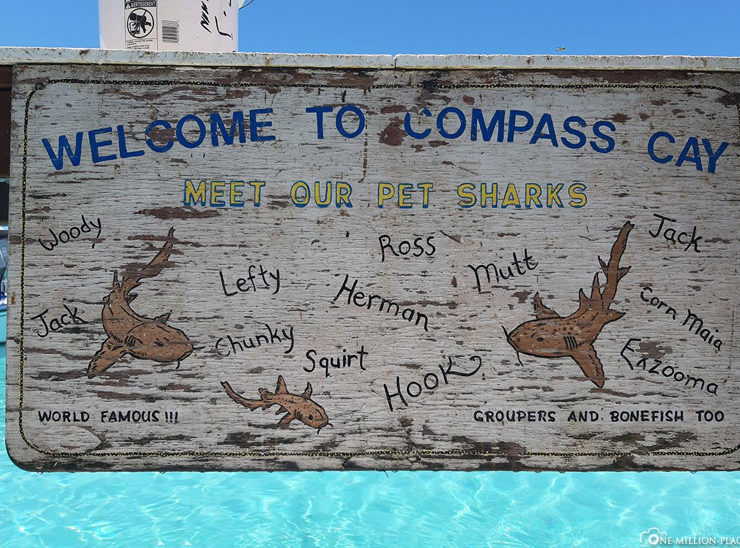 Compass Cay景点图片
