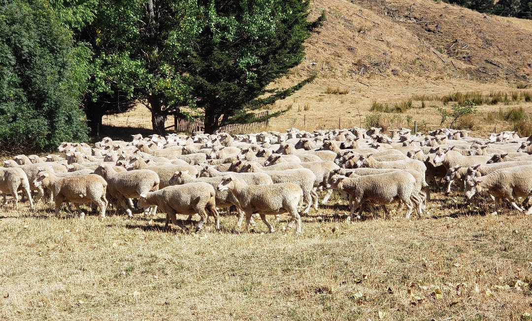 Barewood Garden-塞登必去景点