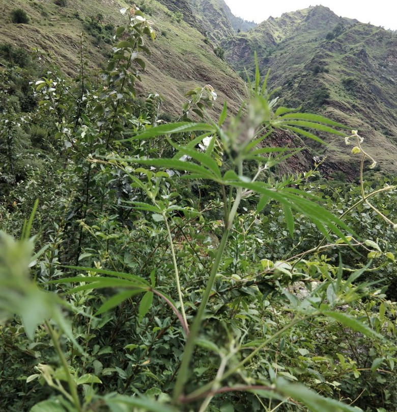 Sunshine Himalayan Adventures景点图片