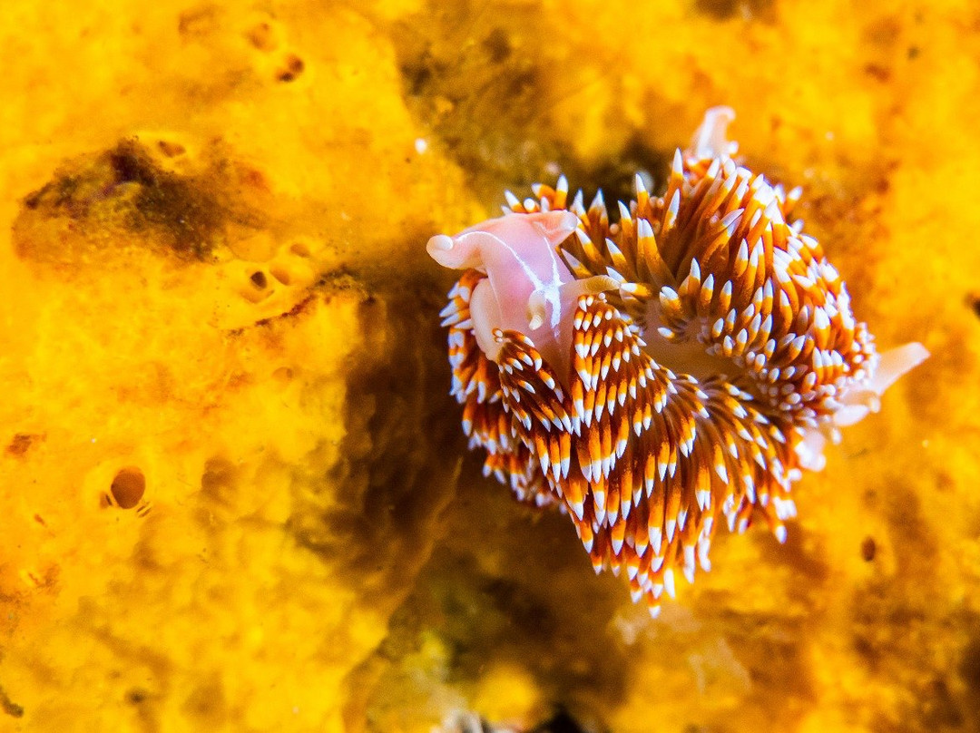 Scuba Adventure-Los Molles必去景点