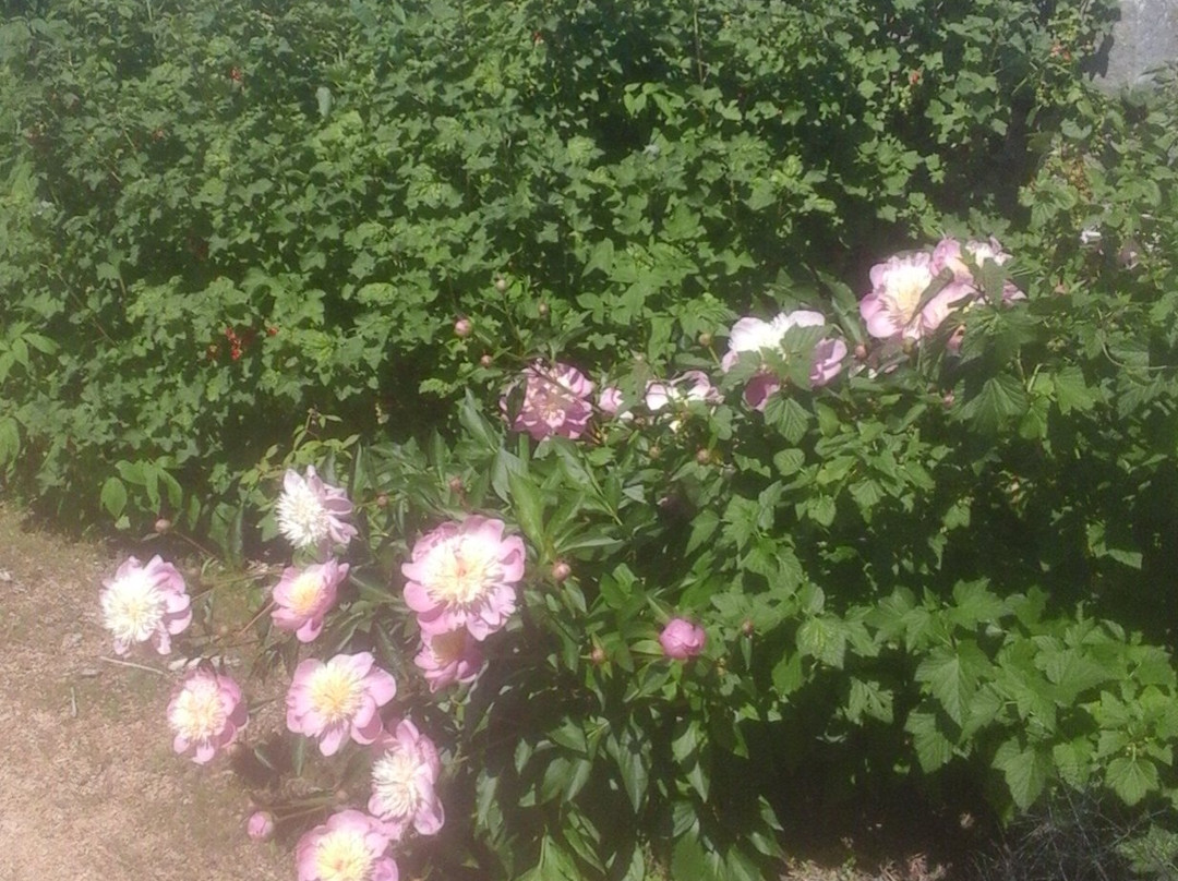 Jardin Riomet景点图片