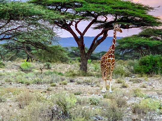 Discovery Expeditions & Adventures-内罗毕必去景点