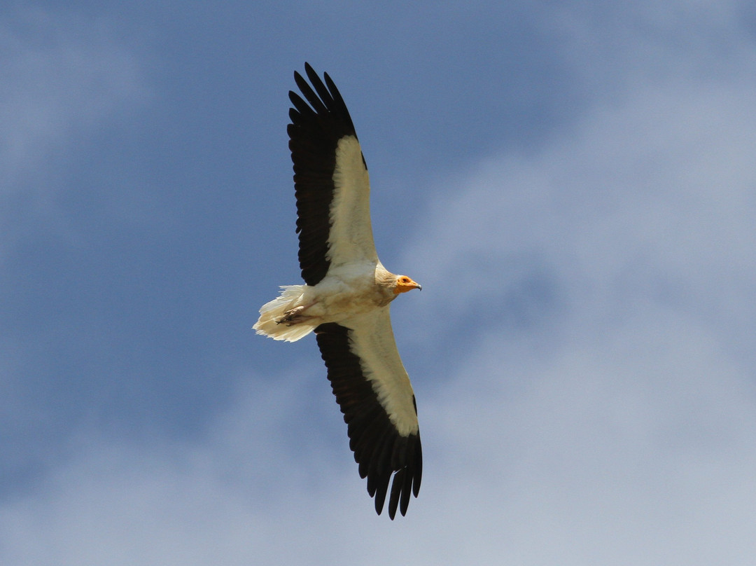 Tajo Natural Birdwatching & Fishing景点图片