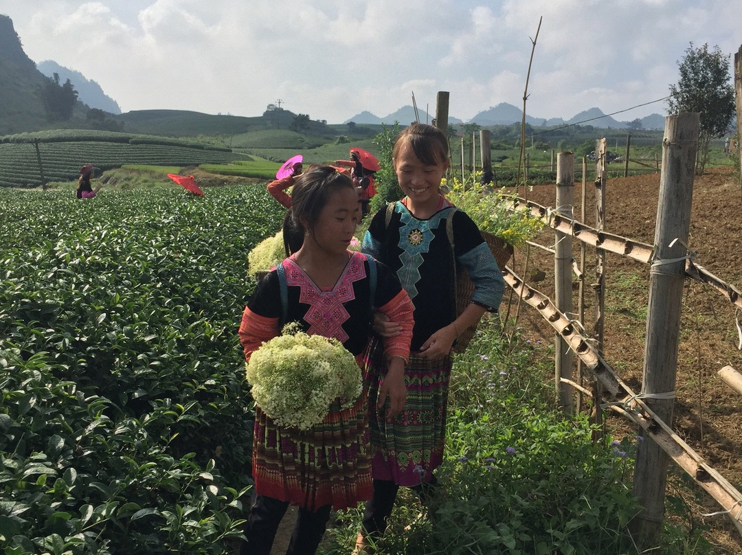 Moc Chau Tea Plantation-Moc Chau必去景点
