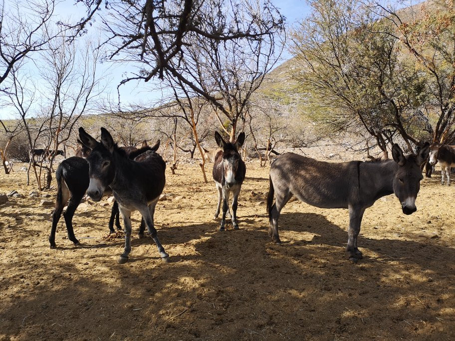 Karoo Donkey Sanctuary景点图片