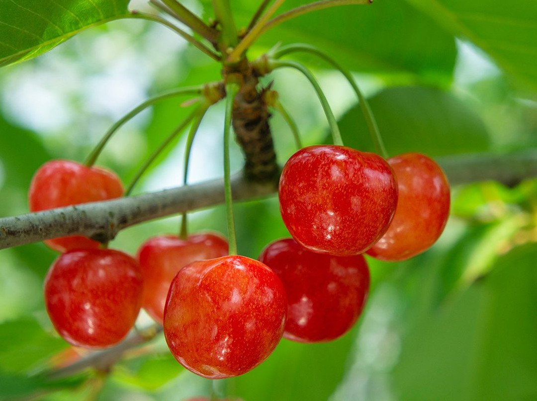 Takayanagikaju Orchards景点图片