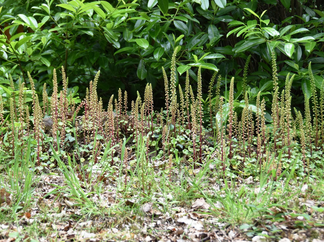 Hestercombe Gardens景点图片