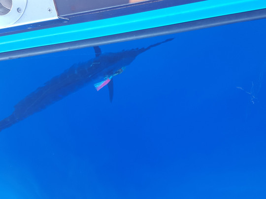 Madeira Sport Fishing-沙尔必去景点