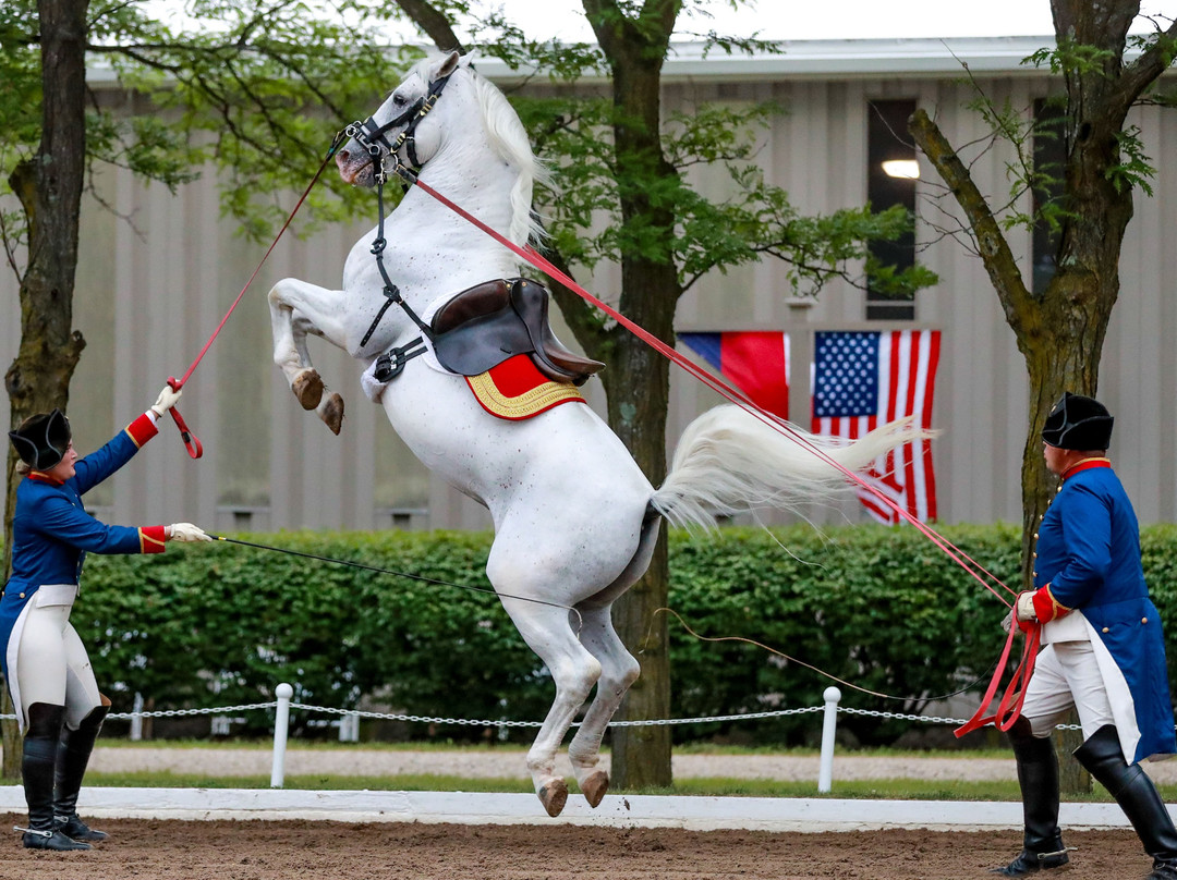 The Tempel Lipizzans-Old Mill Creek必去景点