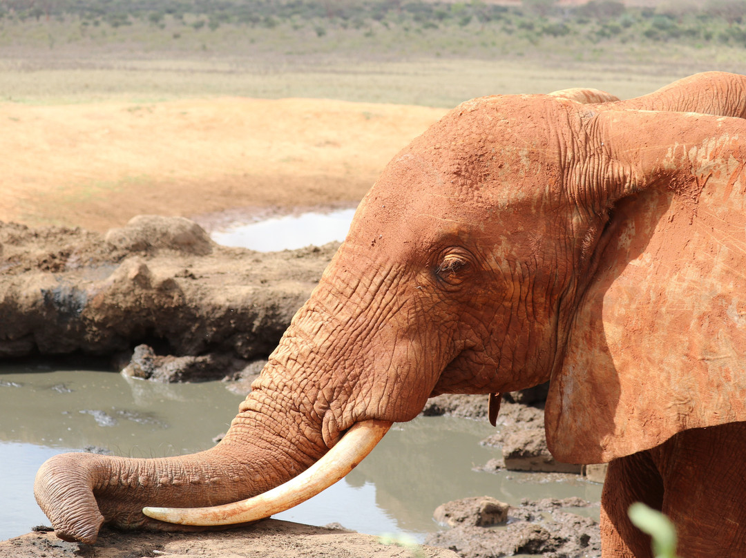 Jorim Tours And Safaris Day Tours-蒙巴萨必去景点