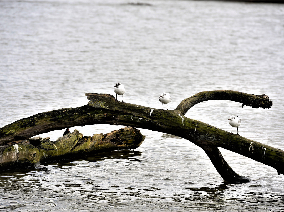 Earlswood Lakes景点图片