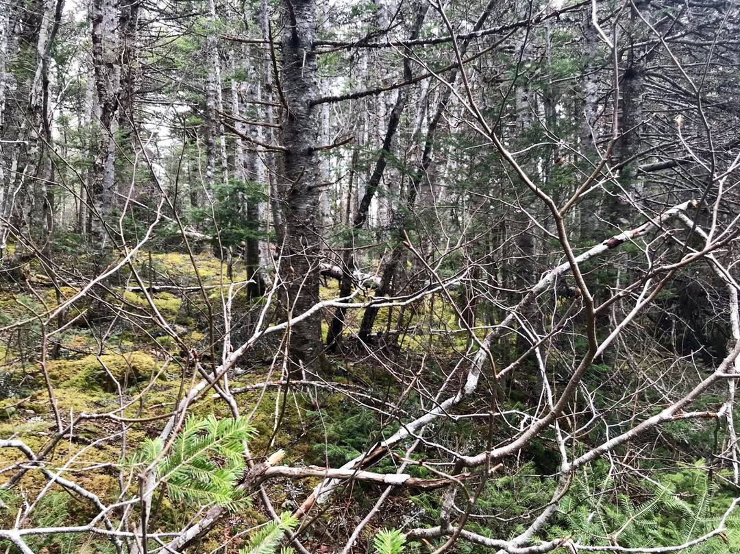 La Manche Provincial Park景点图片