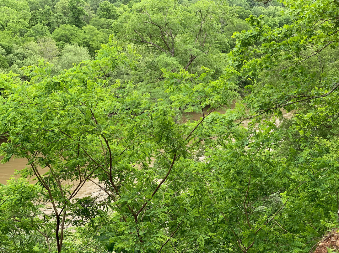 DeSoto Bluff Trail景点图片