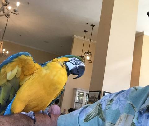 科罗纳多海滩度假村主图