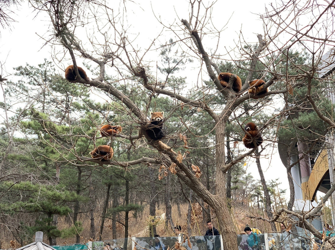 森林动物园景点图片