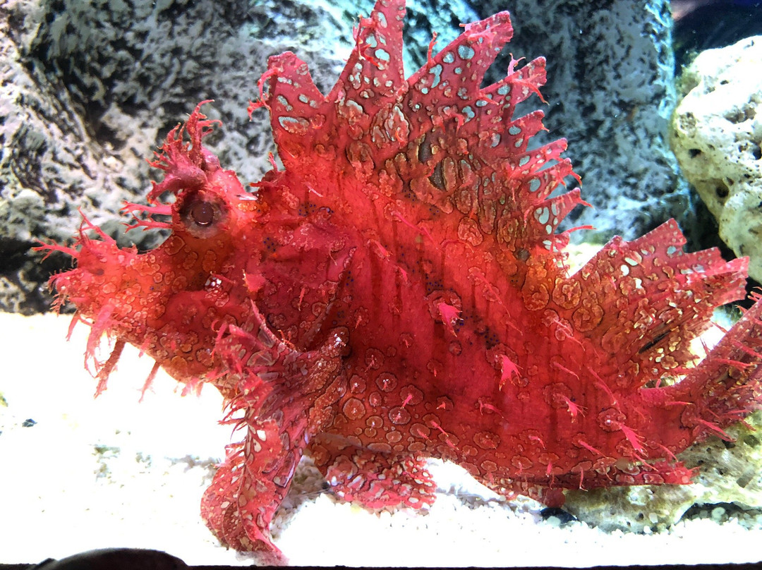 Sea Life Konigswinter-科尼希斯温特必去景点