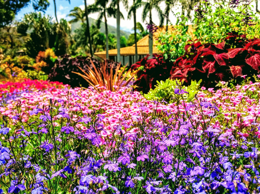 Halfway to Hana Tours-卡胡卢伊必去景点