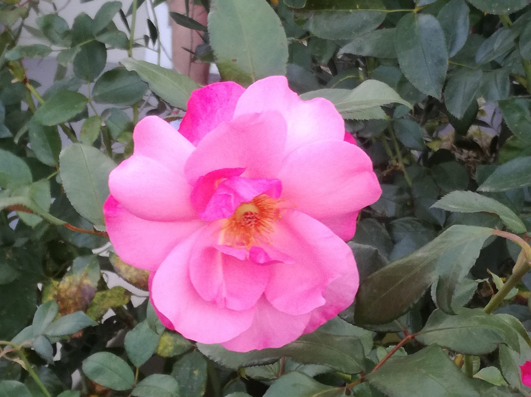 Montagu Vines Guesthouse主图