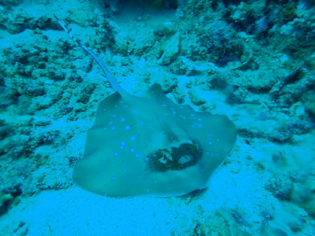 Go Wild Dive-Gili Gede必去景点