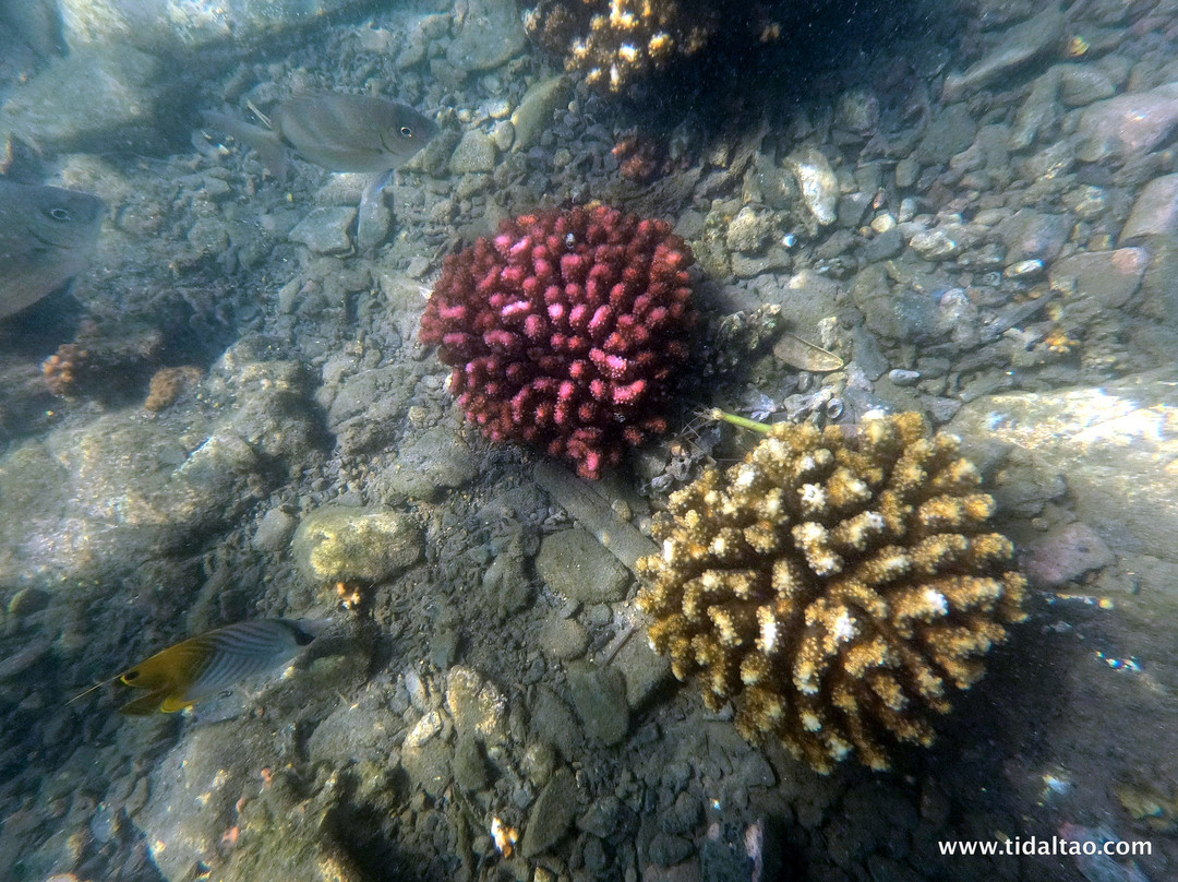 Tidal Tao Snorkeling Safaris景点图片