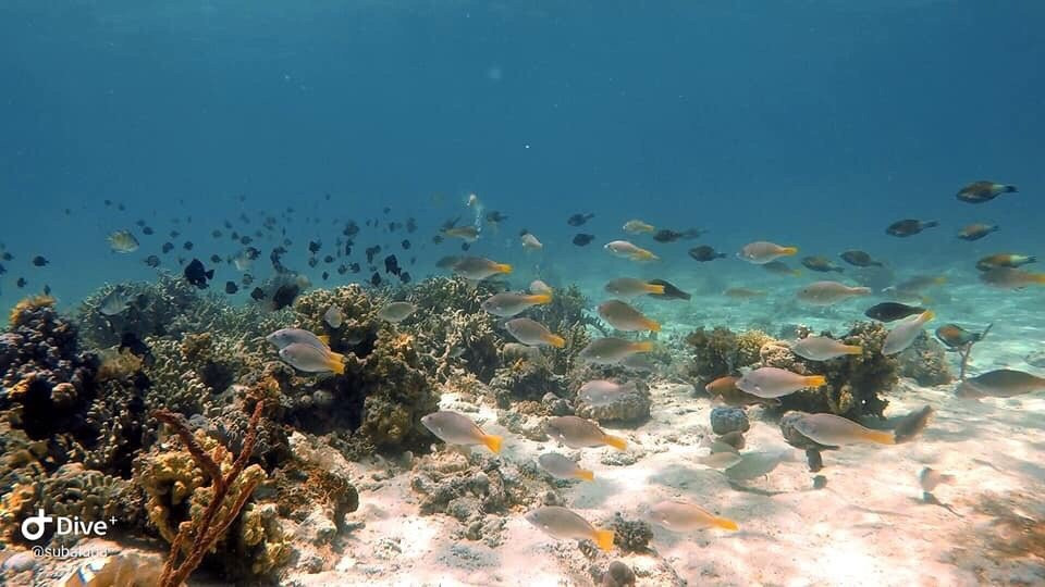 Taytay Dive Center景点图片