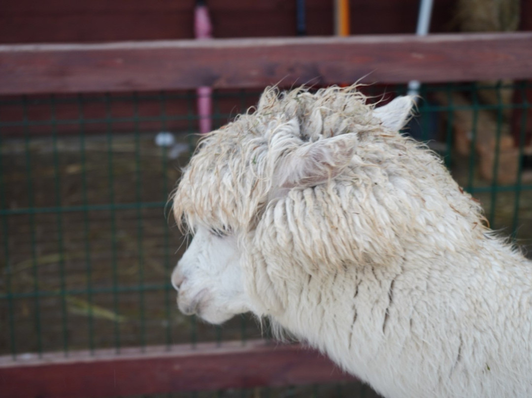 Russian Alpaca Farm景点图片