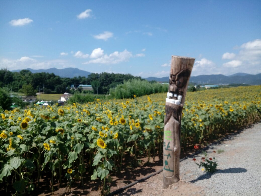 Gangju Sunflower Village-咸安郡必去景点