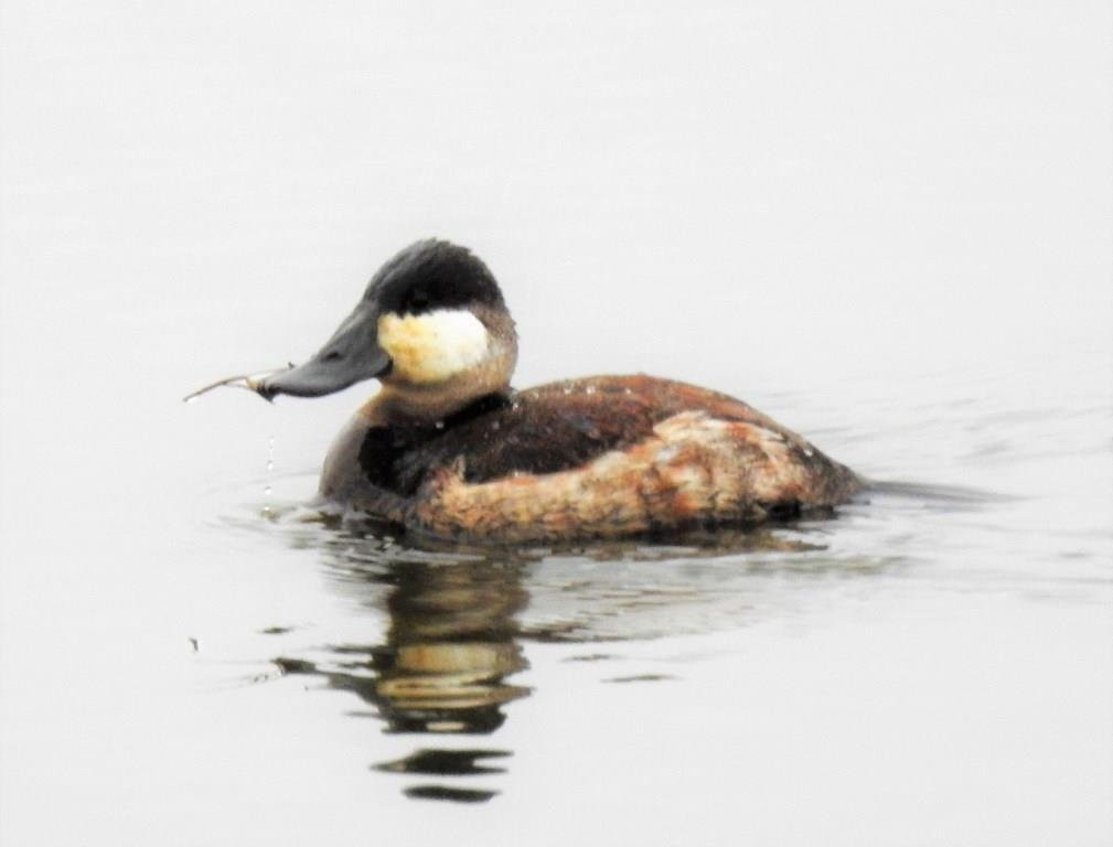 Brannan Island State Park-Rio Vista必去景点