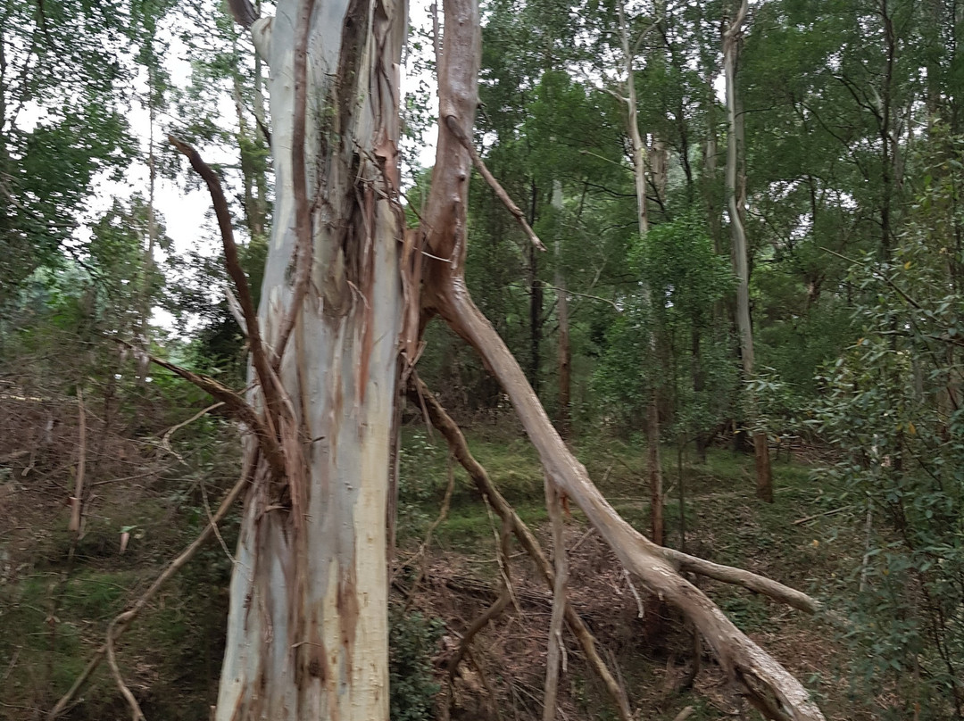 Korumburra Botanic Park-科伦布拉必去景点