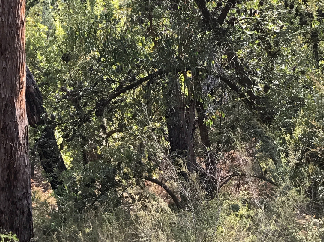 Mullungdung State Forest-Won Wron必去景点