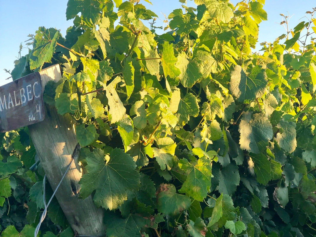 Quines酒店住宿-Posada Rural La Matilde