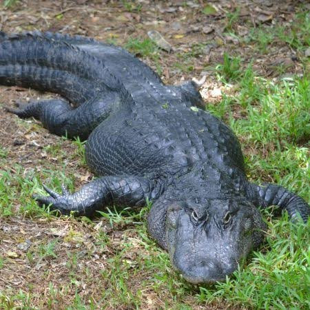 The Madras Crocodile Bank Trust and Centre for Herpetology景点图片