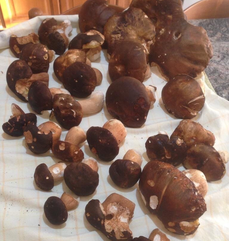 Compiobbi旅游攻略图片