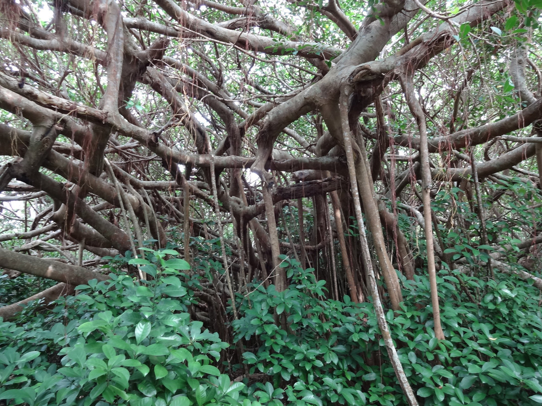 Senju Gajumaru景点图片