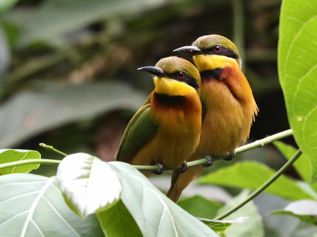 Turaco Birdwatching and Expedition Tours景点图片