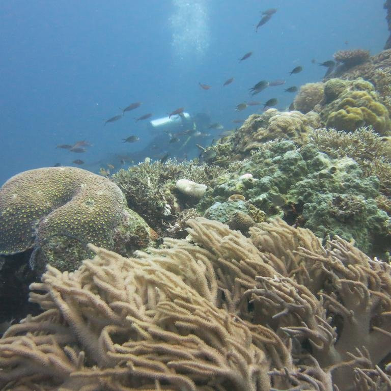 Moyo Dive Center-莫约岛必去景点
