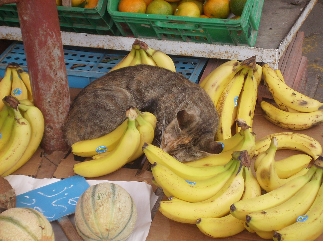 Marché Centrale de La Marsa-拉玛莎必去景点