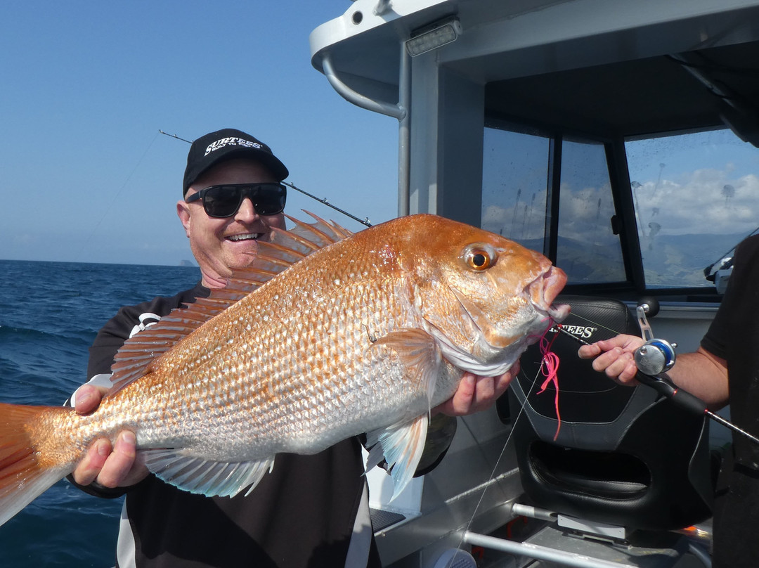 Northside Adventures-奥克兰中心地区必去景点