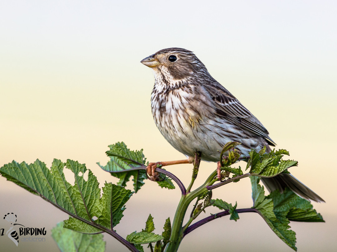 Cadiz Birding-塔里法必去景点