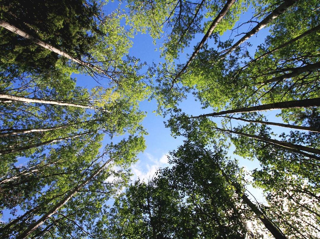 Long Lake Provincial Park景点图片