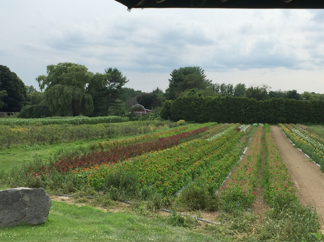Tendercrop Farm景点图片