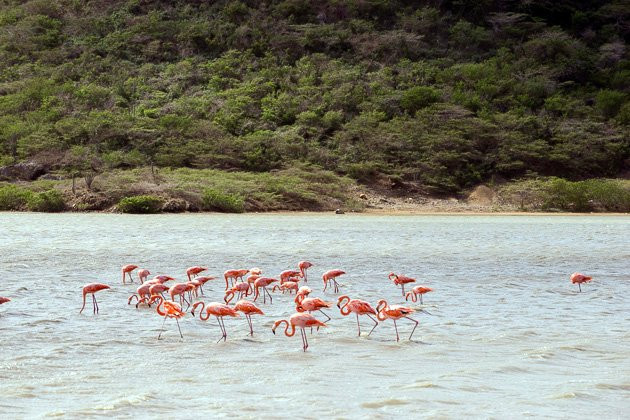 The Natural Private Tours-威廉斯塔德必去景点