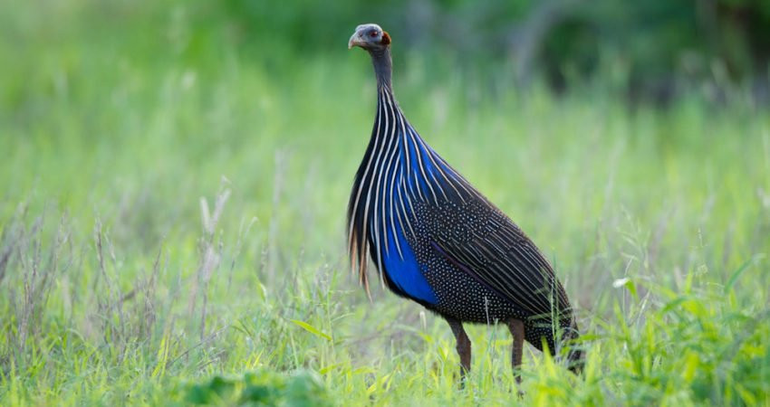 Wakawaka Adventures-卡拉图必去景点