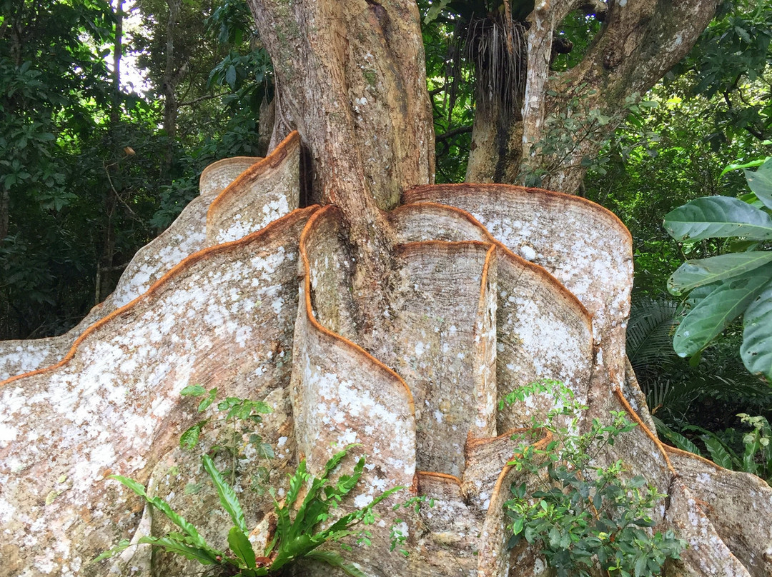 Heritiera Littoralis Tree of Nakama River-竹富町西表岛必去景点